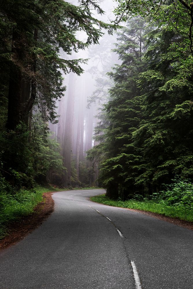 Redwood National and State Park on U.S. 101 in Northern California. Original image from Carol M. Highsmith&rsquo;s America…