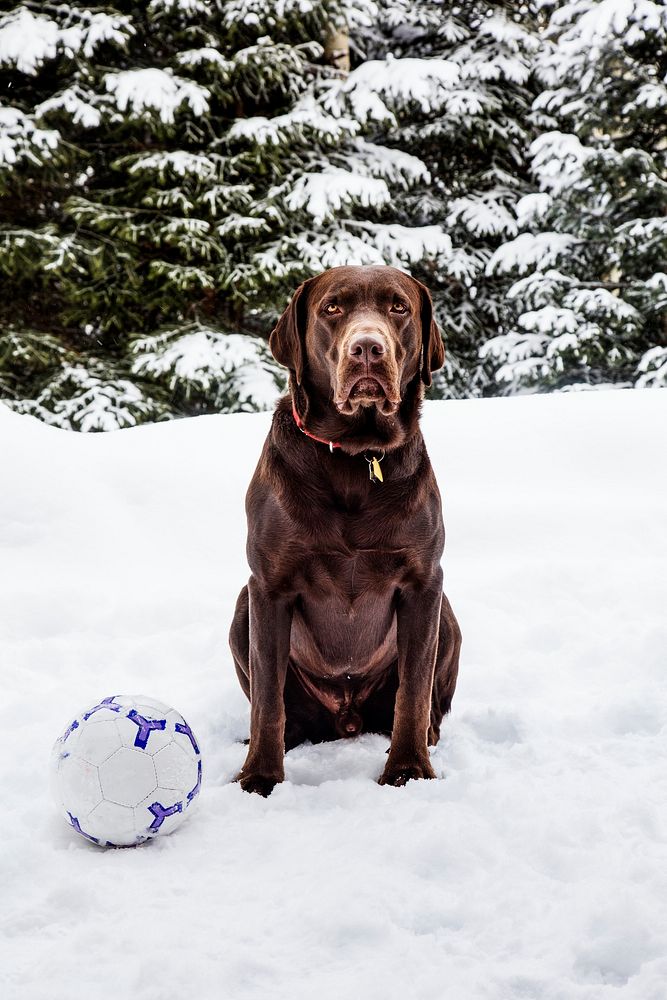 Puka the chocolate lab, in Aspen, Colorado. Original image from Carol M. Highsmith&rsquo;s America, Library of Congress…