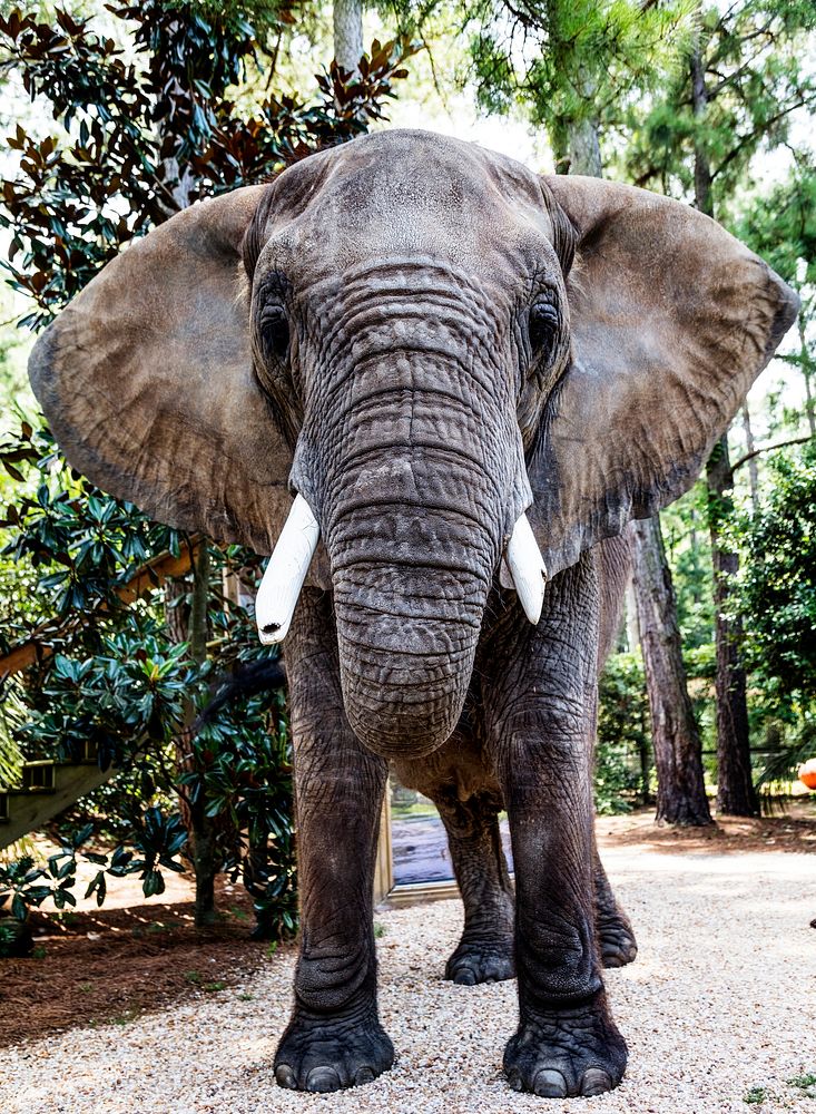 Bubbles the 9,000-pound African elephant at the Myrtle Beach Safari program. Original image from Carol M. Highsmith&rsquo;s…