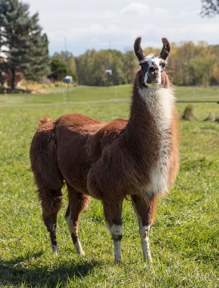 This llama shares its farmland home with a number of goats near the town of South Hero, Vermont. Original image from Carol…