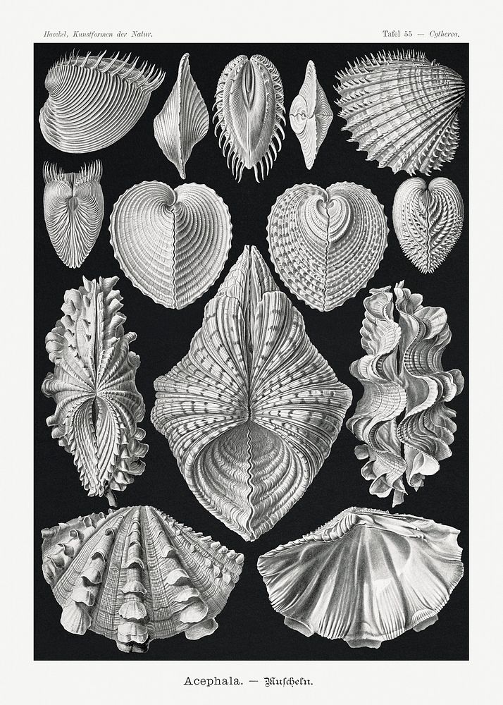 Acephala&ndash;Muscheln from Kunstformen der Natur (1904) by Ernst Haeckel. Original from Library of Congress. Digitally…