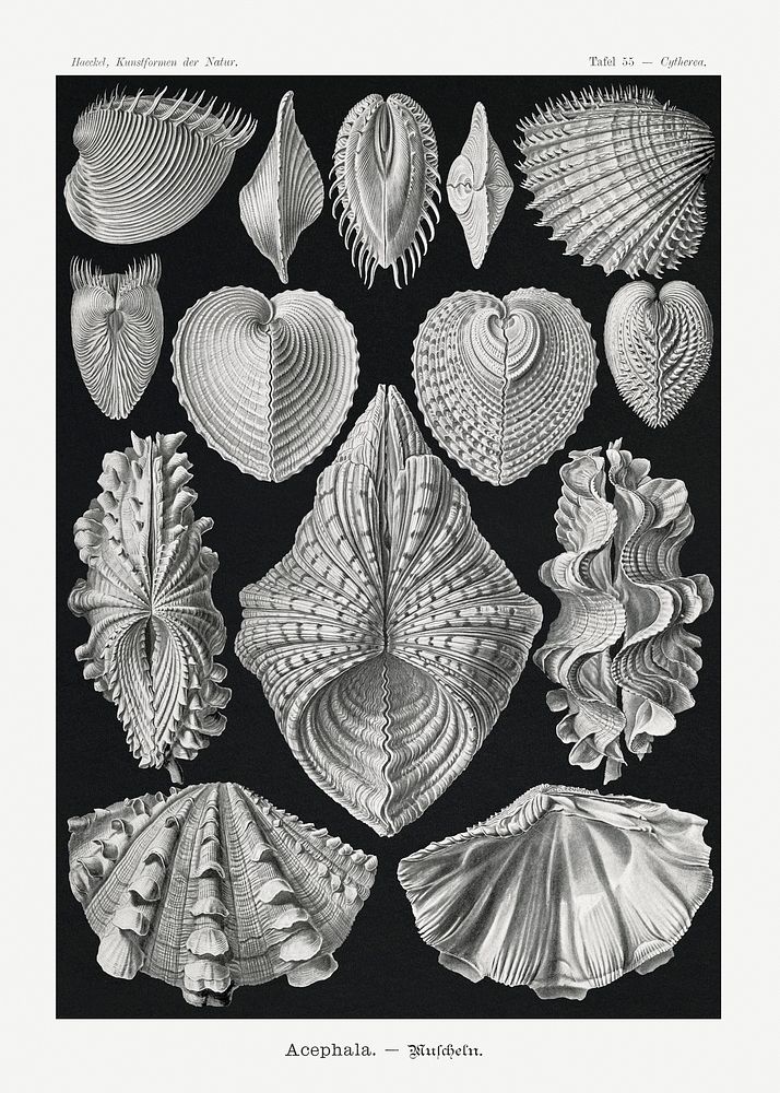 Vintage shellfish illustration poster template