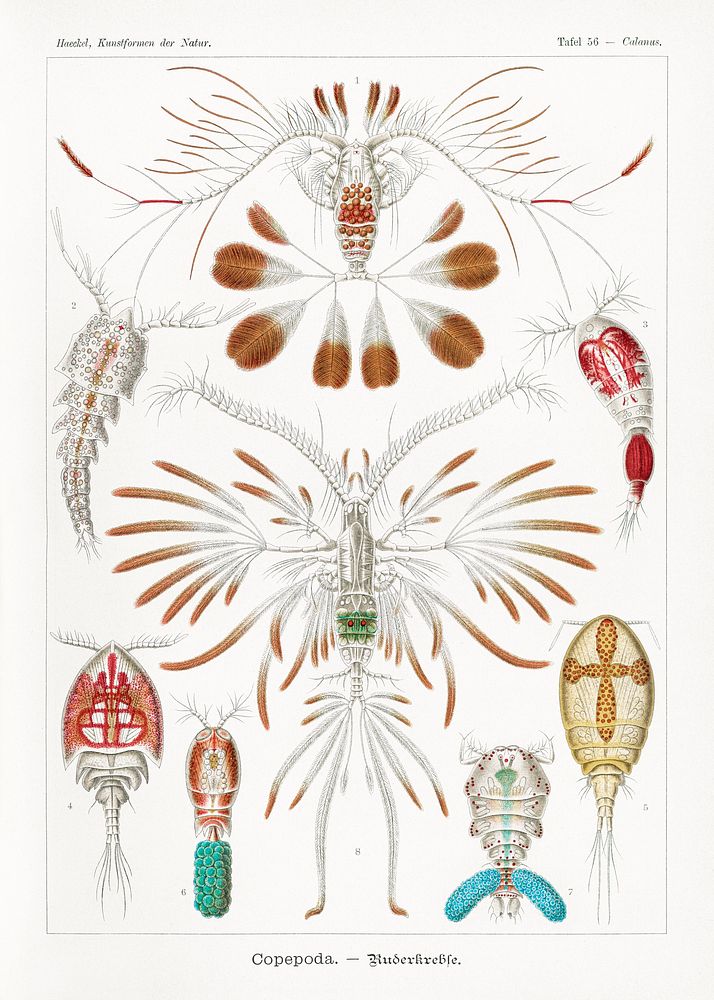 Copepoda&ndash;Ruderkrebse from Kunstformen der Natur (1904) by Ernst Haeckel. Original from Library of Congress. Digitally…
