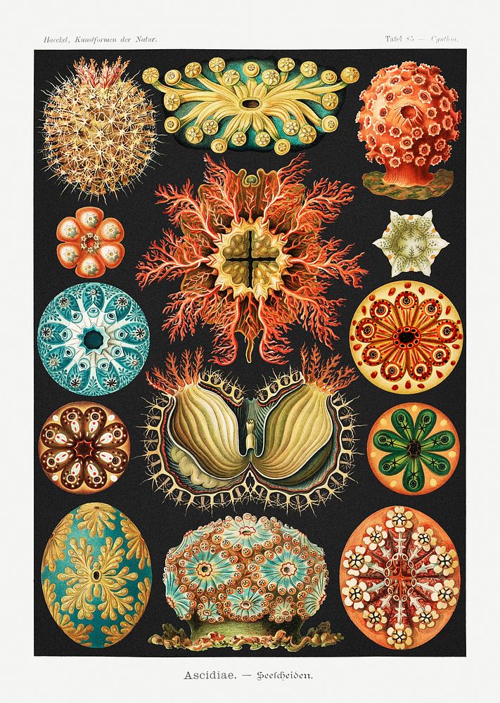 Vintage tunicate illustration poster template