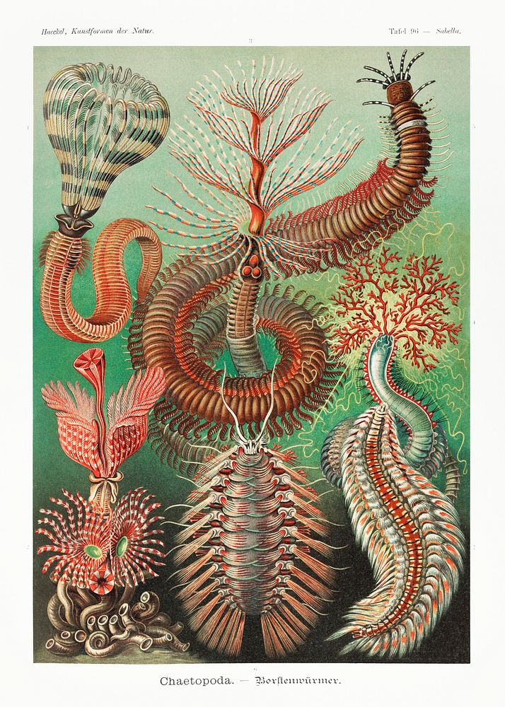 Chaetopoda&ndash;Borstenw&uuml;rmer from Kunstformen der Natur (1904) by Ernst Haeckel. Original from Library of Congress.…