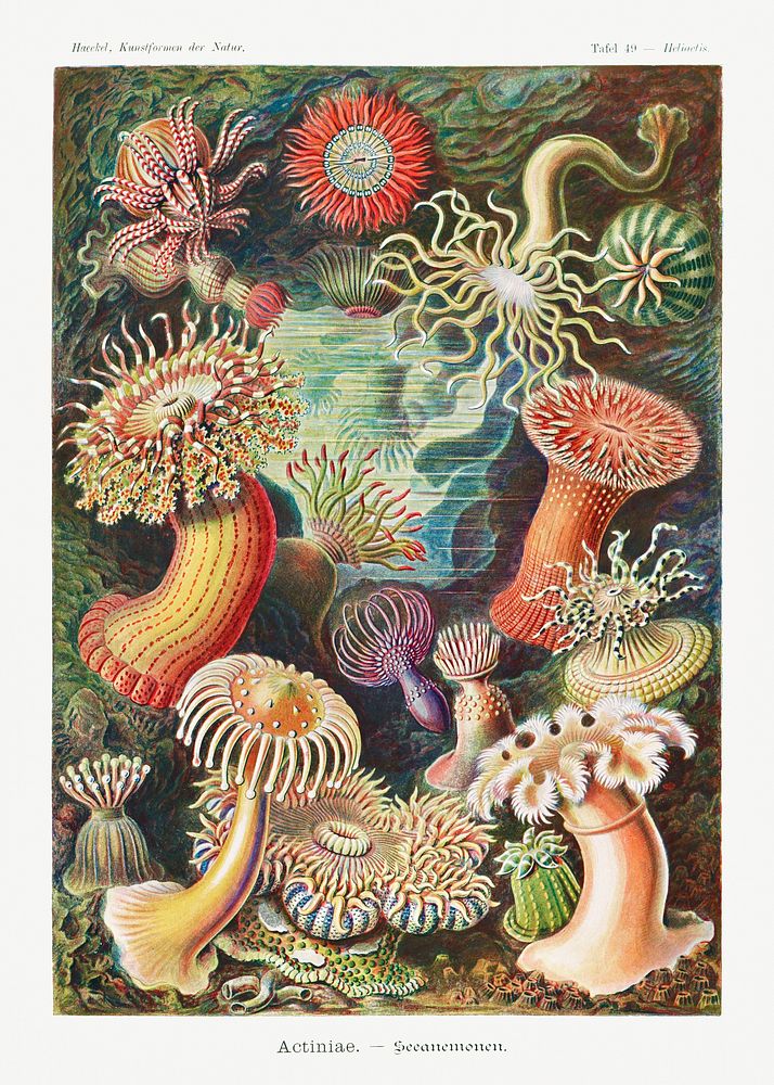 Actiniae&ndash;Seeanemonen from Kunstformen der Natur (1904) by Ernst Haeckel. Original from Library of Congress. Digitally…
