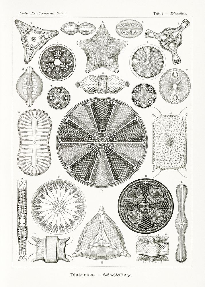 Diatomea&ndash;Schachtellinge from Kunstformen der Natur (1904) by Ernst Haeckel. Original from Library of Congress.…