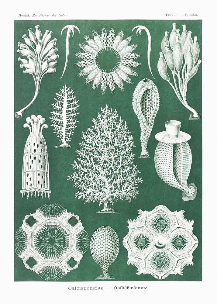 Calcispongiae&ndash;Kalkschw&auml;mme from Kunstformen der Natur (1904) by Ernst Haeckel. Original from Library of Congress.…