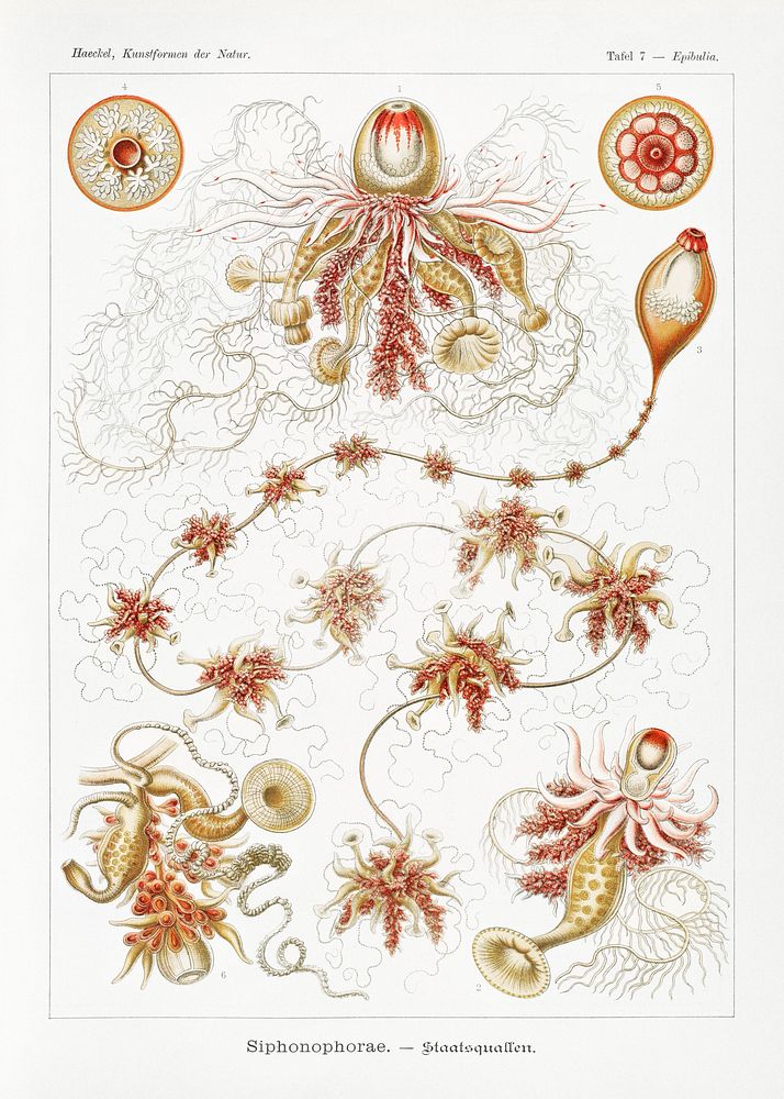 Siphonophorae&ndash;Staatsquallen from Kunstformen der Natur (1904) by Ernst Haeckel. Original from Library of Congress.…