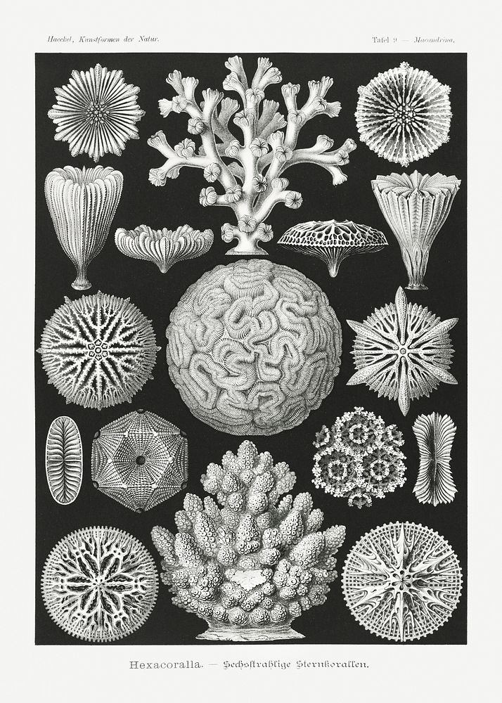 Hexacoralla&ndash;Sechsstrahlige Sternkorallen from Kunstformen der Natur (1904) by Ernst Haeckel. Original from Library of…