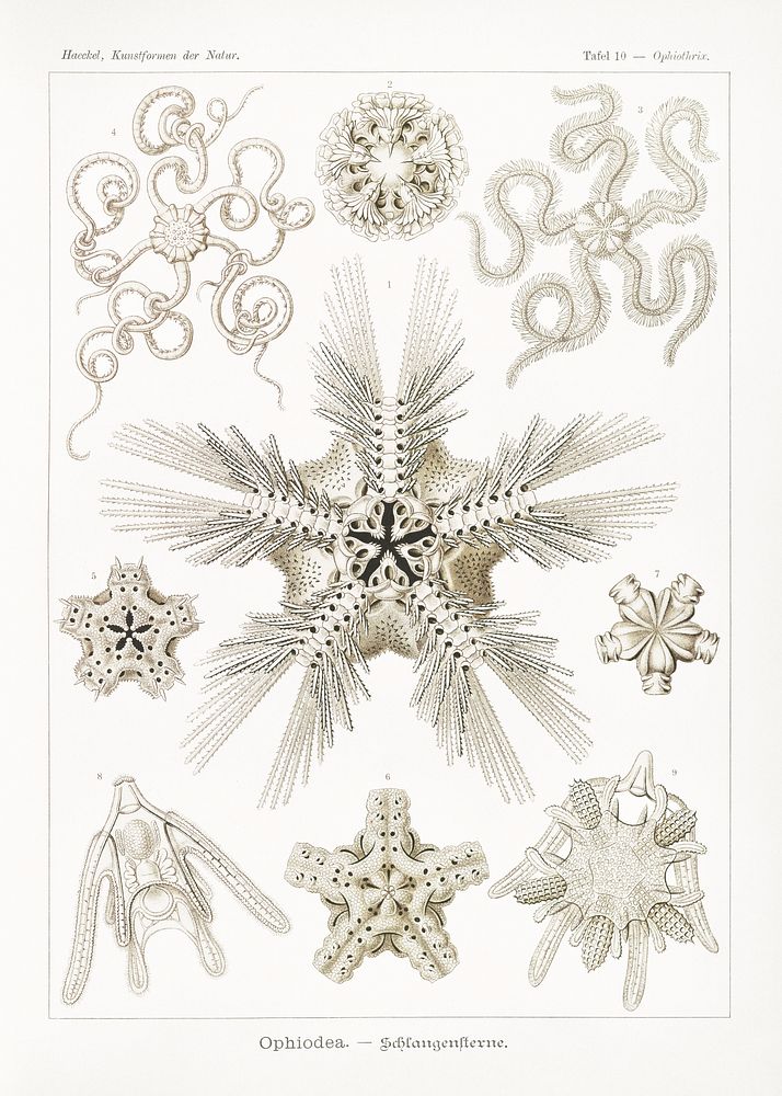 Ophiodea&ndash;Schlangensterne from Kunstformen der Natur (1904) by Ernst Haeckel. Original from Library of Congress.…
