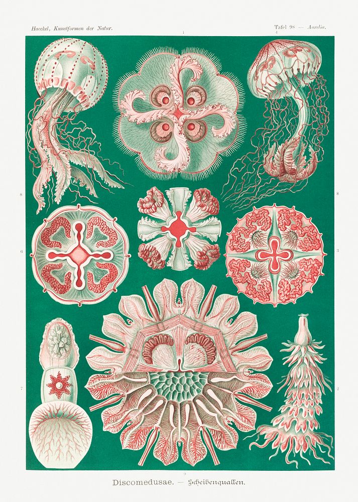 Discomedusae&ndash;Schweibenquallen from Kunstformen der Natur (1904) by Ernst Haeckel. Original from Library of Congress.…