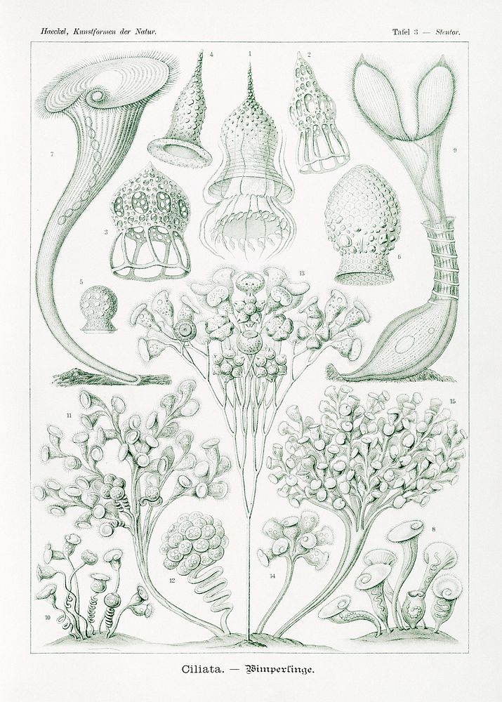Ciliata&ndash;Wimperlinge from Kunstformen der Natur (1904) by Ernst Haeckel. Original from Library of Congress. Digitally…