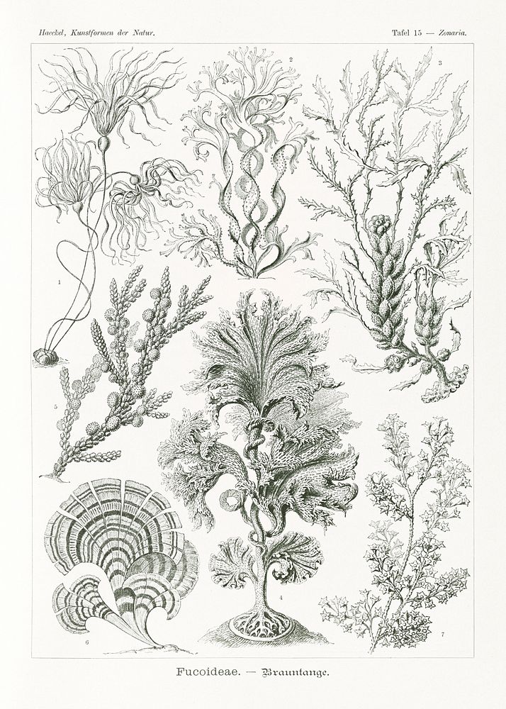 Fucoideae&ndash;Brauntange from Kunstformen der Natur (1904) by Ernst Haeckel. Original from Library of Congress. Digitally…