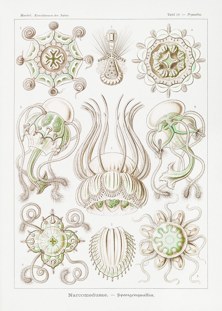 Narcomedusae&ndash;Spangenquallen from Kunstformen der Natur (1904) by Ernst Haeckel. Original from Library of Congress.…