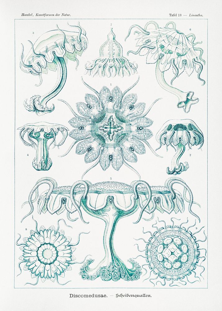 Discomedusae&ndash;Scheibenquallen from Kunstformen der Natur (1904) by Ernst Haeckel. Original from Library of Congress.…