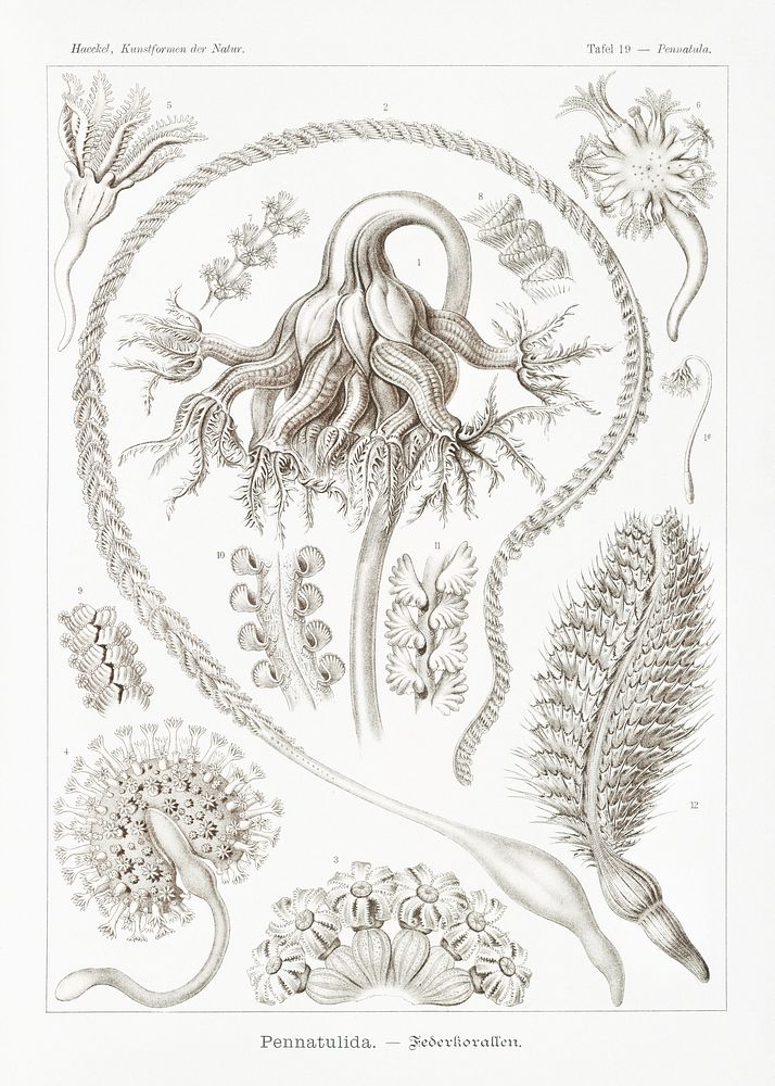 Pennatulida&ndash;Federkorallen from Kunstformen der Natur (1904) by Ernst Haeckel. Original from Library of Congress.…