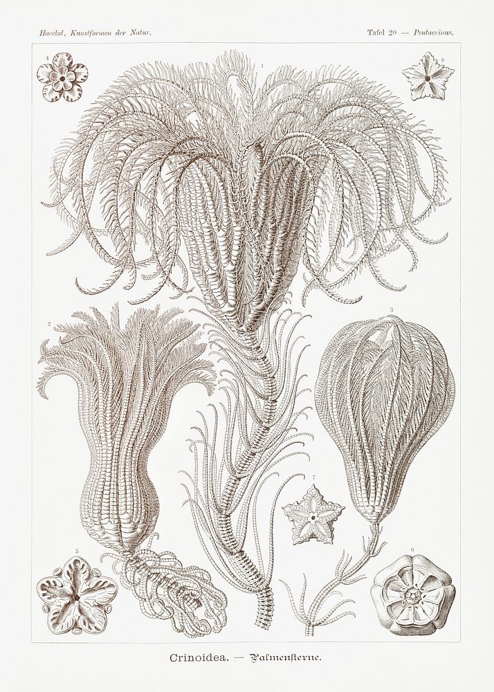 Crinoidea&ndash;Palmensterne from Kunstformen der Natur (1904) by Ernst Haeckel. Original from Library of Congress.…