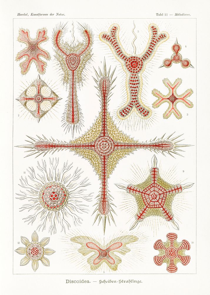 Discoidea&ndash;Scheiben-Strahlinge from Kunstformen der Natur (1904) by Ernst Haeckel. Original from Library of Congress.…