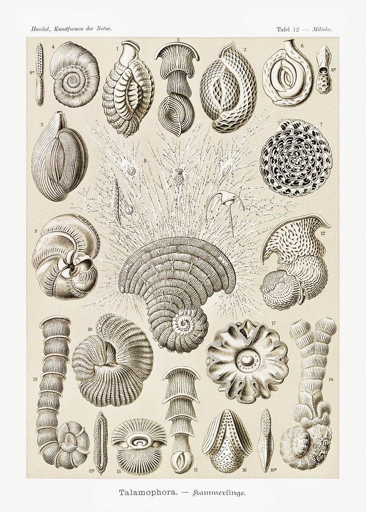 Talamophora&ndash;Kammerlinge from Kunstformen der Natur (1904) by Ernst Haeckel. Original from Library of Congress.…