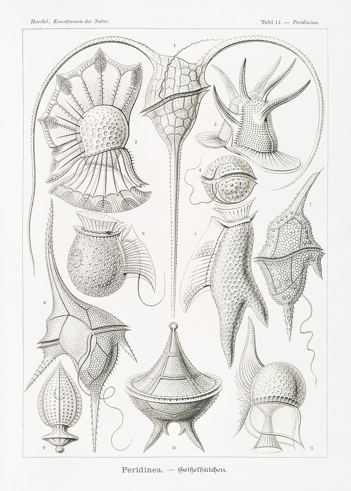 Peridinea&ndash;Geikelh&uuml;tchen from Kunstformen der Natur (1904) by Ernst Haeckel. Original from Library of Congress.…