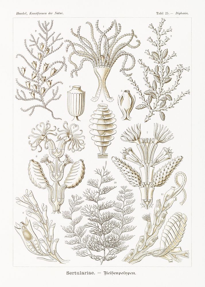 Sertulariae&ndash;Reihenpolnpen from Kunstformen der Natur (1904) by Ernst Haeckel. Original from Library of Congress.…