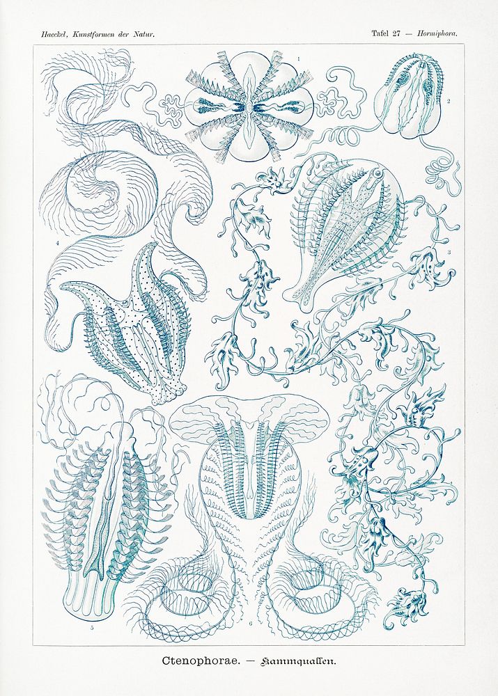 Ctenophorae&ndash;Kammquallen from Kunstformen der Natur (1904) by Ernst Haeckel. Original from Library of Congress.…