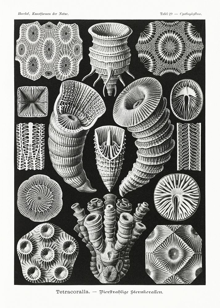 Tetracoralla&ndash;Bierstrahlige Sternkorallen from Kunstformen der Natur (1904) by Ernst Haeckel. Original from Library of…