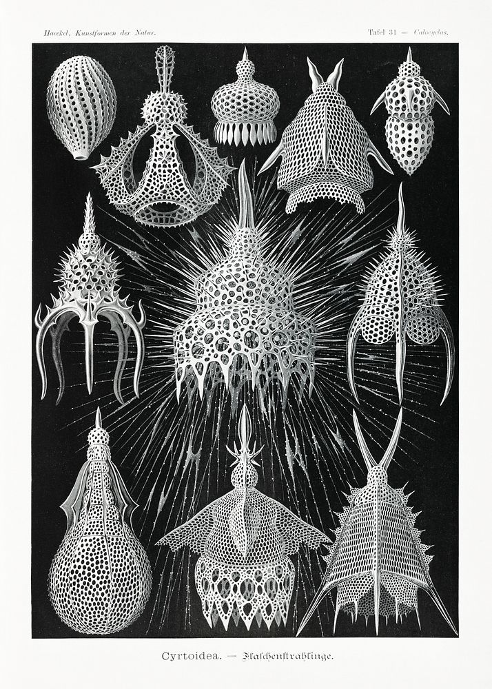 Crytoidea&ndash;Flaschenstrahlinge from Kunstformen der Natur (1904) by Ernst Haeckel. Original from Library of Congress.…
