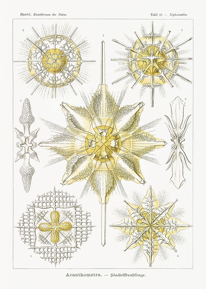 Acanthometra&ndash;Stachelstrahlinge from Kunstformen der Natur (1904) by Ernst Haeckel. Original from Library of Congress.…