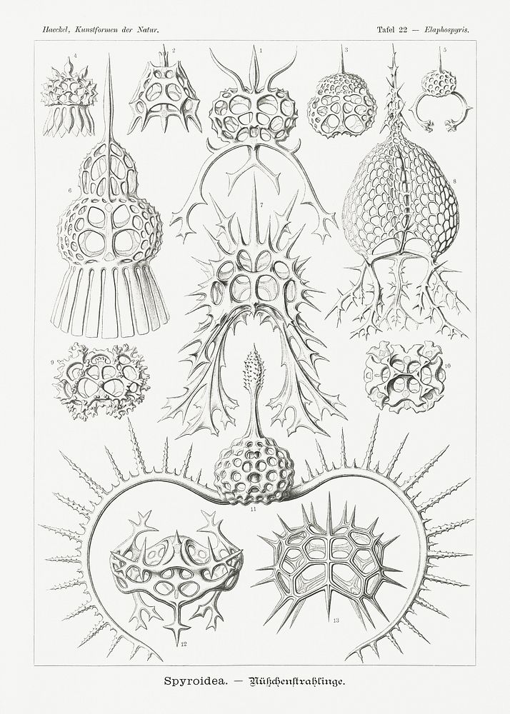 Spyroidea&ndash;N&uuml;kchenstrahlinge from Kunstformen der Natur (1904) by Ernst Haeckel. Original from Library of…