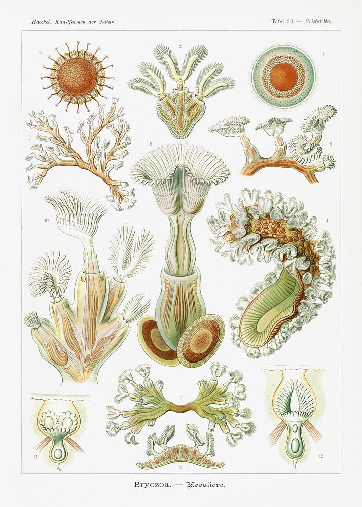 Bryozoa&ndash;Moostiere from Kunstformen der Natur (1904) by Ernst Haeckel. Original from Library of Congress. Digitally…
