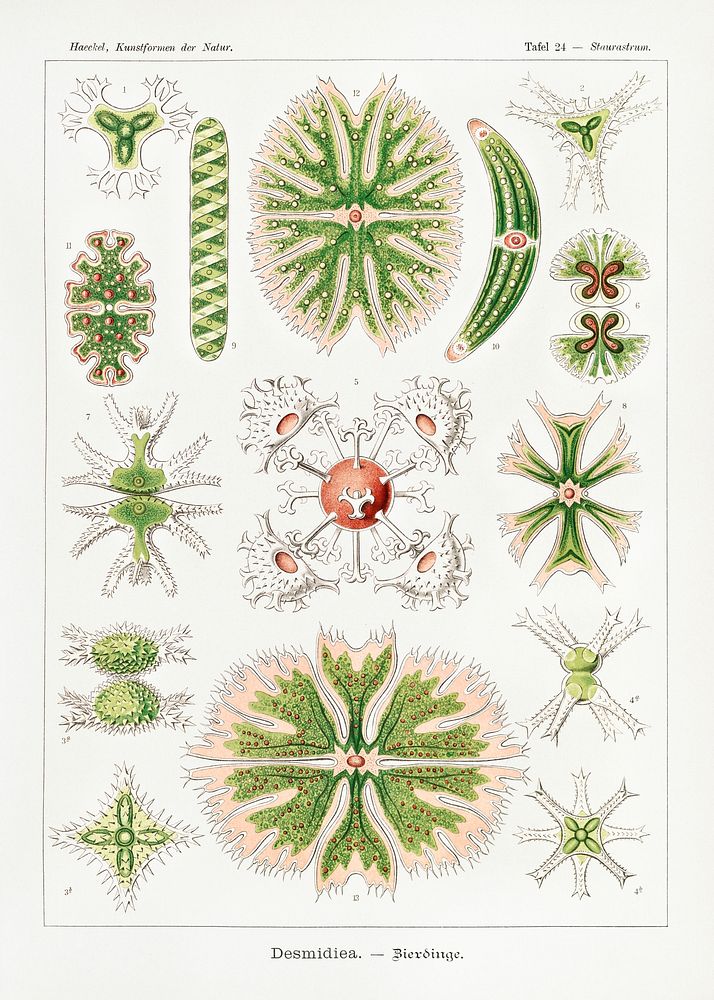Desmidiea&ndash;Bierdinge from Kunstformen der Natur (1904) by Ernst Haeckel. Original from Library of Congress. Digitally…