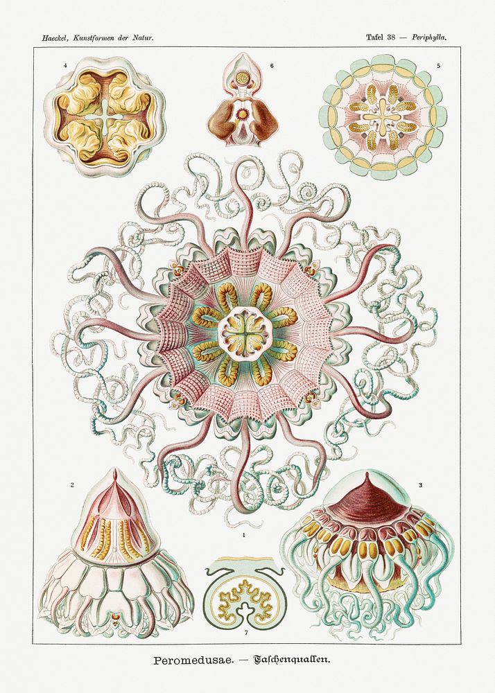 Vintage jellyfish illustration poster template