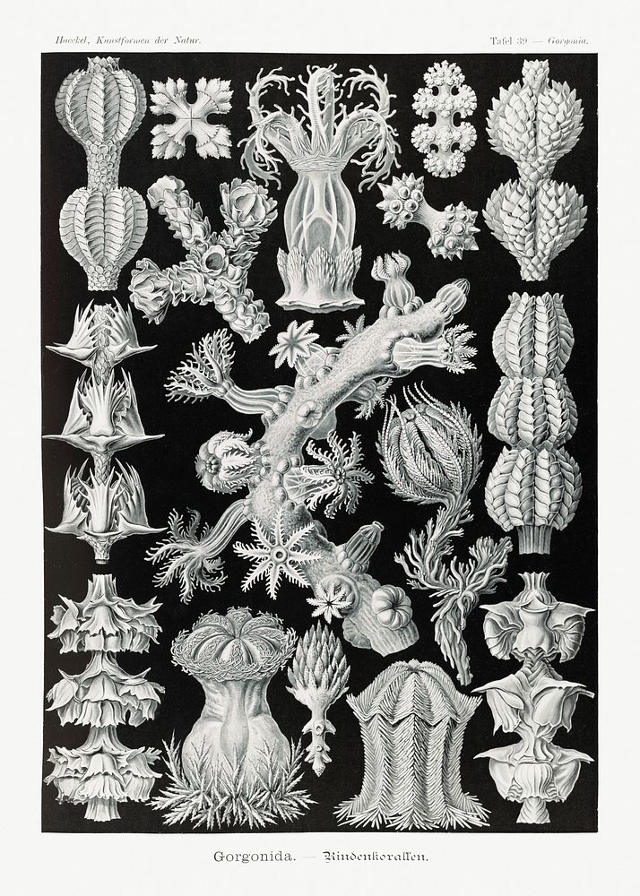 Gorgonida&ndash;Rindenkorallen from Kunstformen der Natur (1904) by Ernst Haeckel. Original from Library of Congress.…