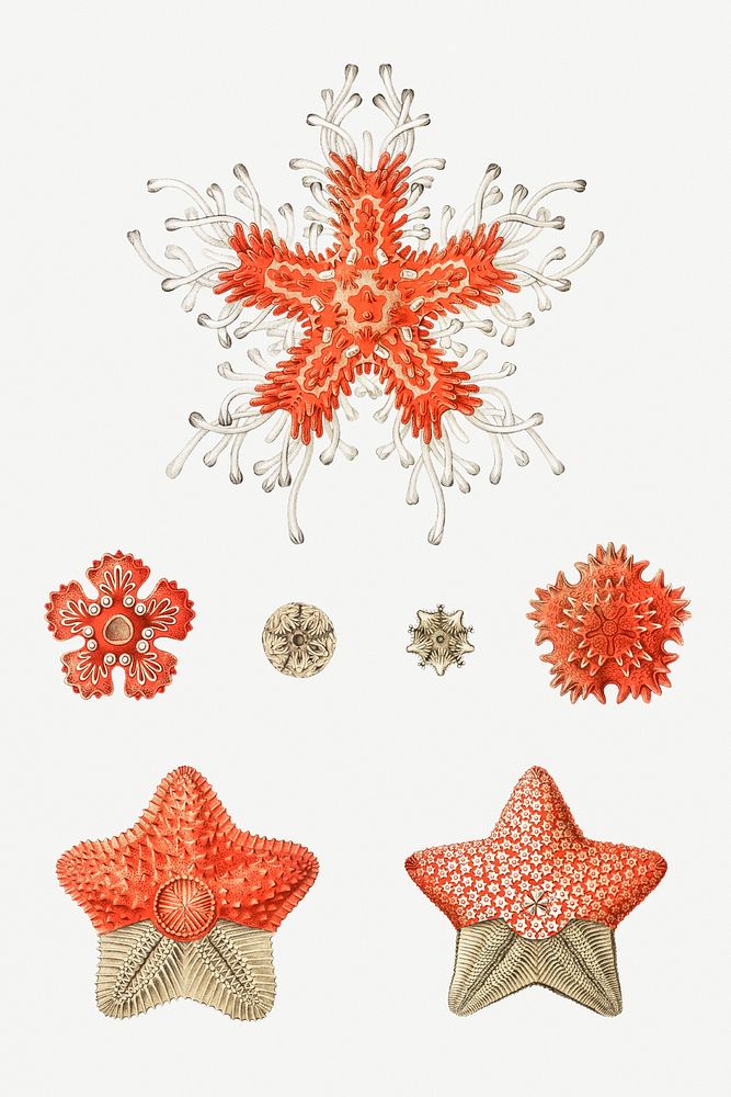 Vintage starfish illustrations set mockup