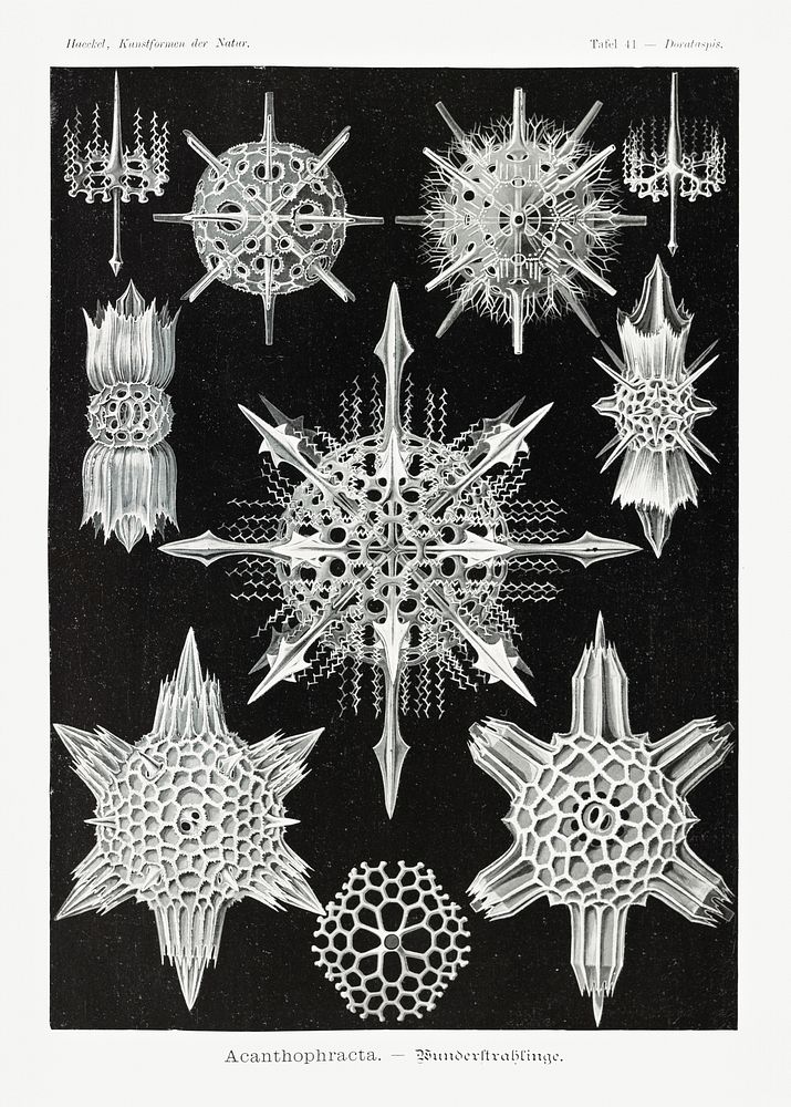 Acanthophracta&ndash;Wunderstrahlinge from Kunstformen der Natur (1904) by Ernst Haeckel. Original from Library of Congress.…