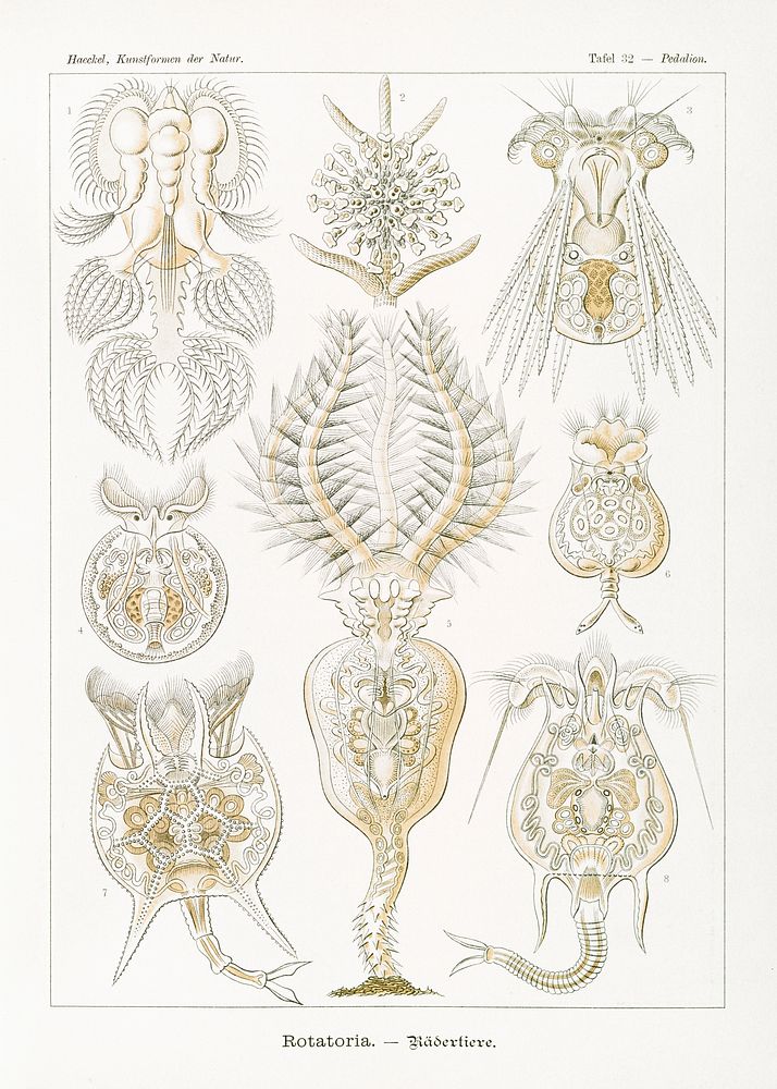 Rotatoria&ndash;R&auml;dertiere from Kunstformen der Natur (1904) by Ernst Haeckel. Original from Library of Congress.…
