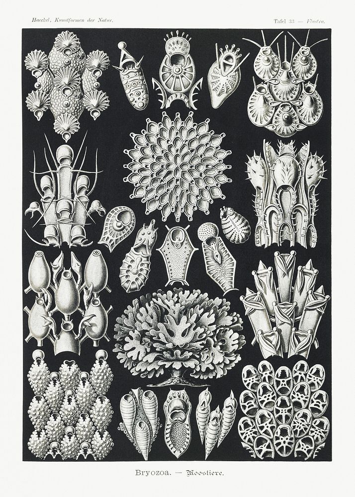 Bryozoa&ndash;Woostiere from Kunstformen der Natur (1904) by Ernst Haeckel. Original from Library of Congress. Digitally…