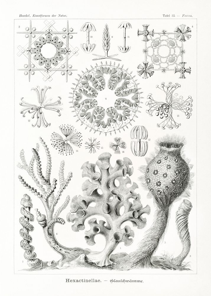Hexactinellae&ndash;Glasschw&auml;mme from Kunstformen der Natur (1904) by Ernst Haeckel. Original from Library of Congress.…