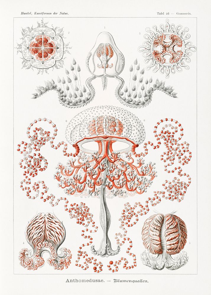 Anthomedusae&ndash;Blumenquallen from Kunstformen der Natur (1904) by Ernst Haeckel. Original from Library of Congress.…