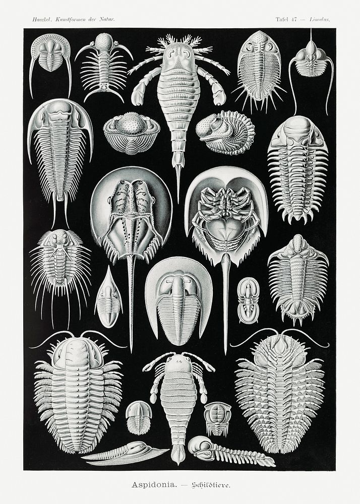 Aspidonia&ndash;Schildtiere from Kunstformen der Natur (1904) by Ernst Haeckel. Original from Library of Congress. Digitally…