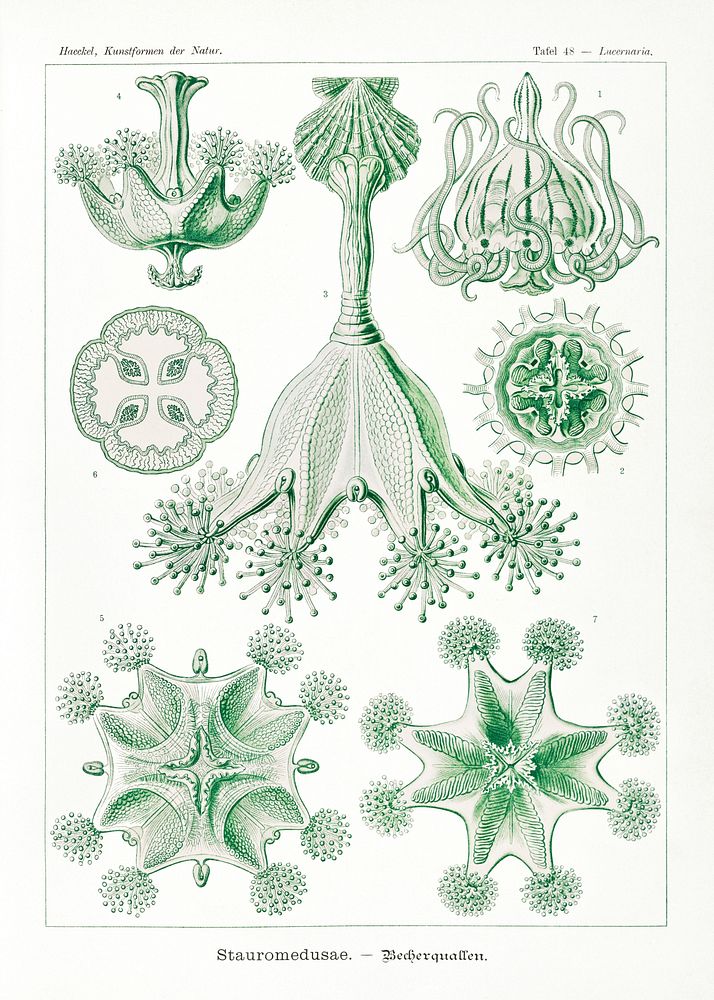 Stauromedusae&ndash;Becherquallen from Kunstformen der Natur (1904) by Ernst Haeckel. Original from Library of Congress.…