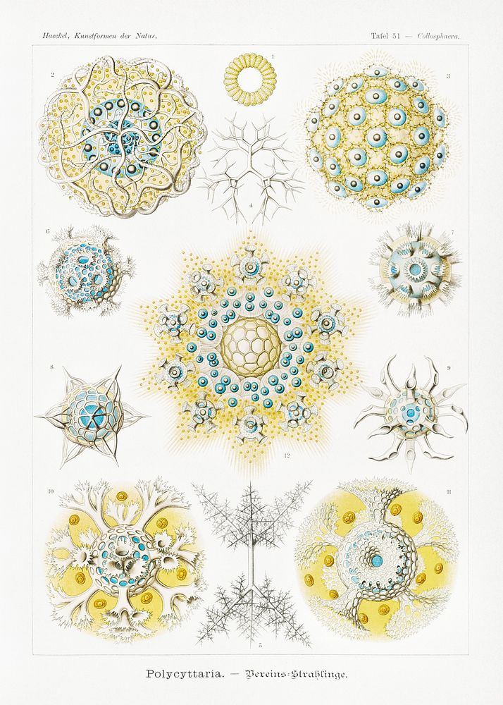 Polycyttaria&ndash;Vereins-Strahlinge from Kunstformen der Natur (1904) by Ernst Haeckel. Original from Library of Congress.…