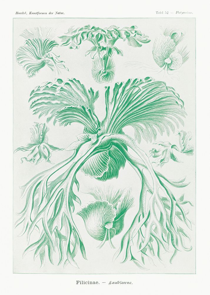 Filicinae&ndash;Laubfarne from Kunstformen der Natur (1904) by Ernst Haeckel. Original from Library of Congress. Digitally…