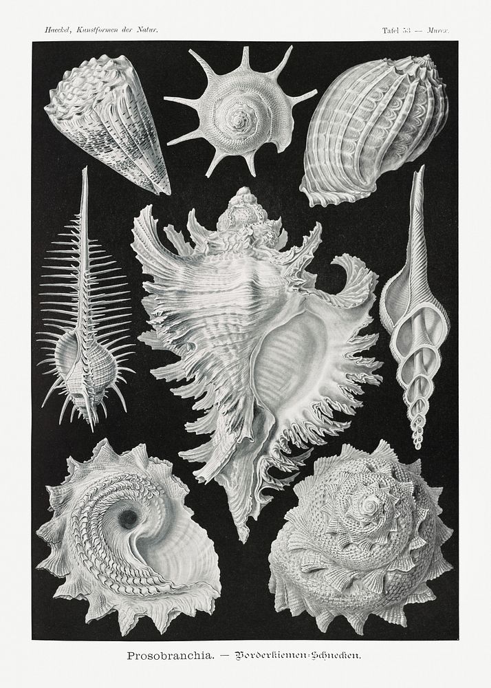 Prosobranchia&ndash;Dorderkiemen Schnecken from Kunstformen der Natur (1904) by Ernst Haeckel. Original from Library of…