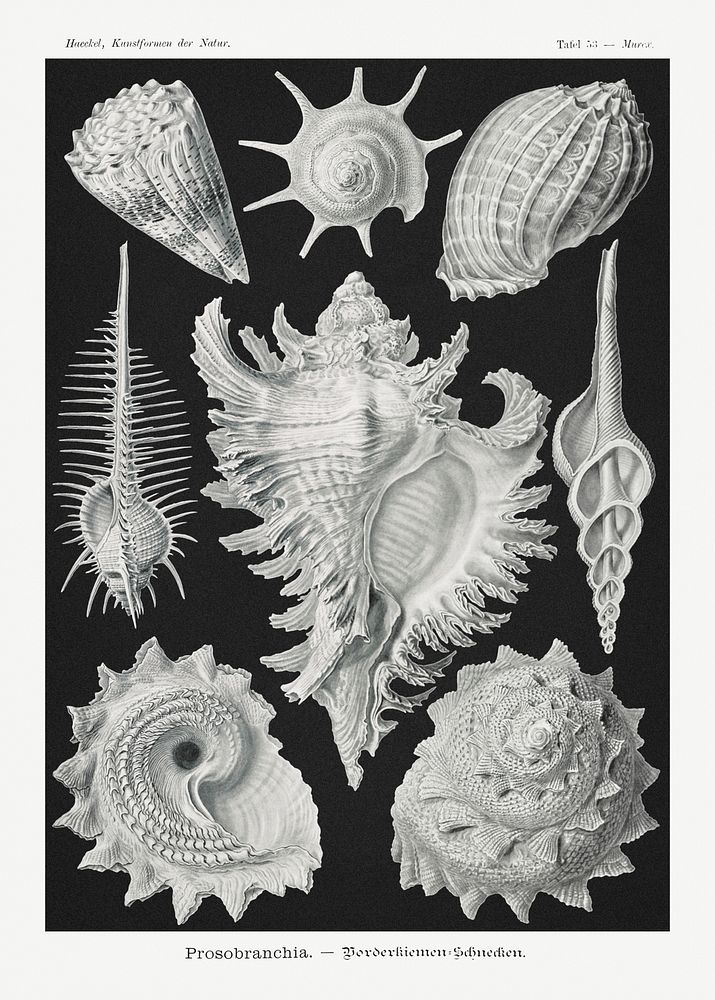 Vintage shell illustration poster template
