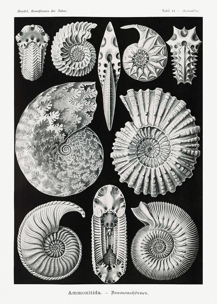 Ammonitida&ndash;Ammonsh&ouml;rner from Kunstformen der Natur (1904) by Ernst Haeckel. Original from Library of Congress.…