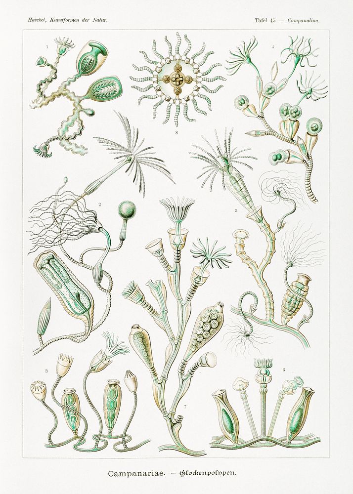 Campanariae&ndash;Glockenpolnpen from Kunstformen der Natur (1904) by Ernst Haeckel. Original from Library of Congress.…