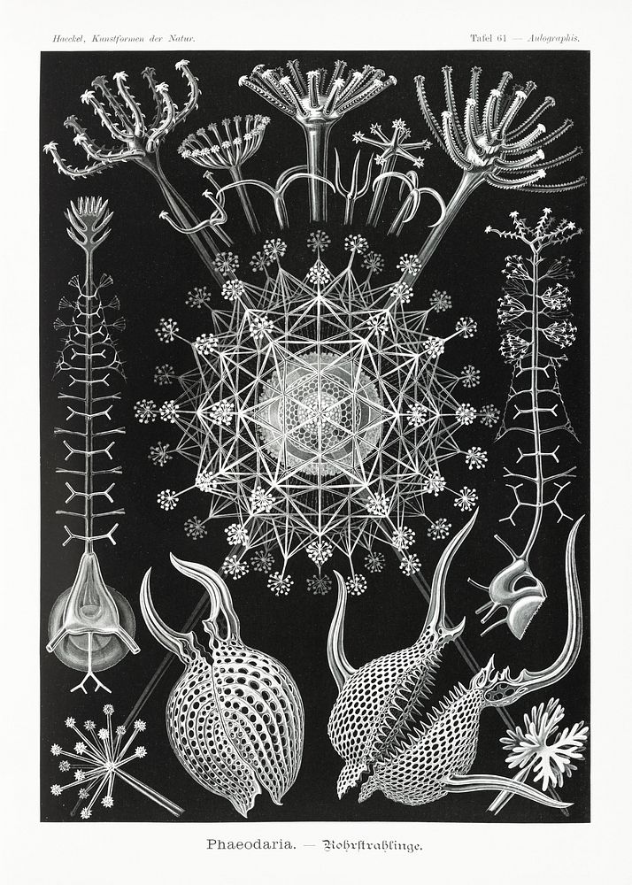 Phaeodaria&ndash;Rohrstrahlinge from Kunstformen der Natur (1904) by Ernst Haeckel. Original from Library of Congress.…